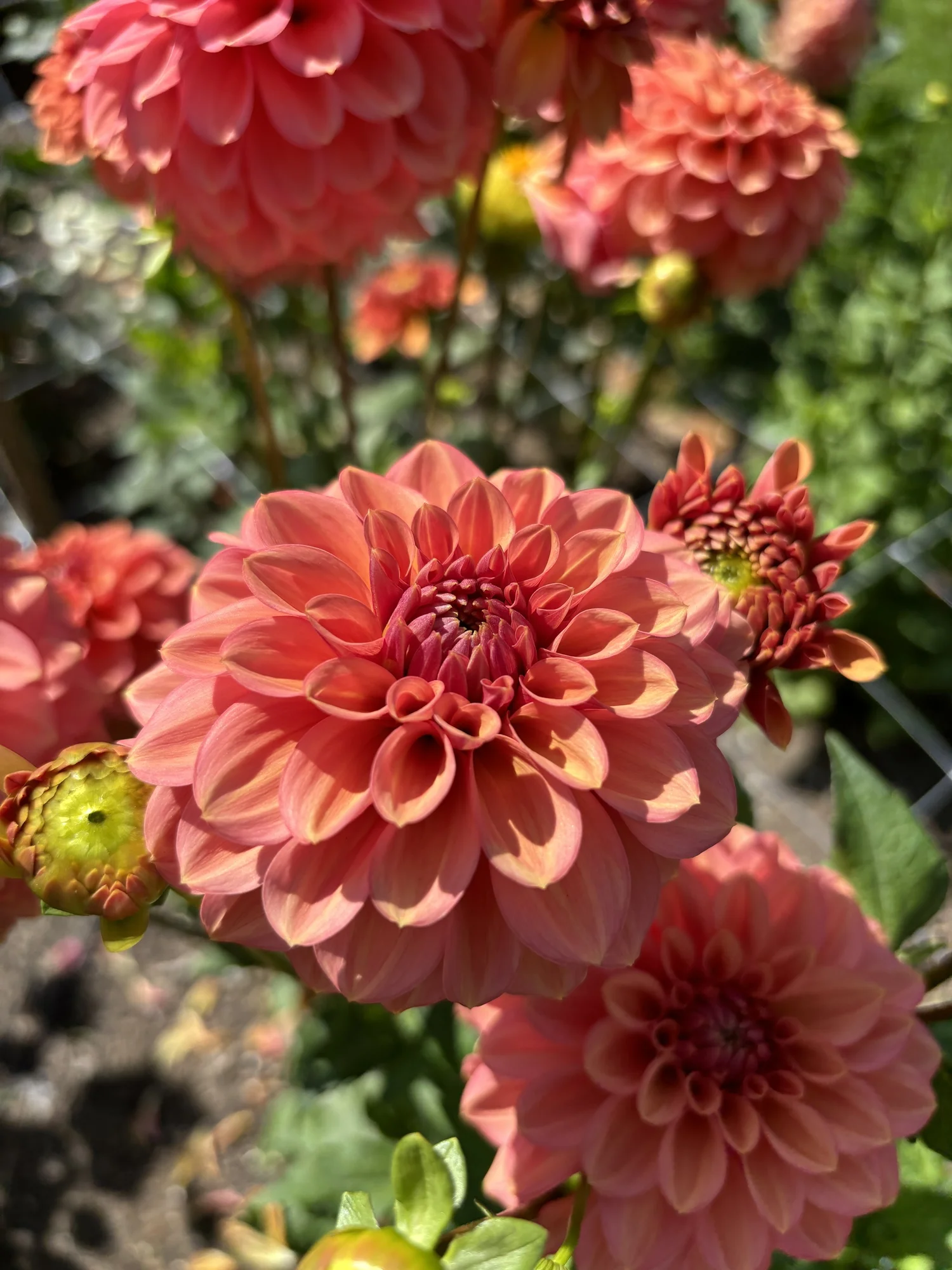 Dahlia : Ice Tea — ciderpress lane